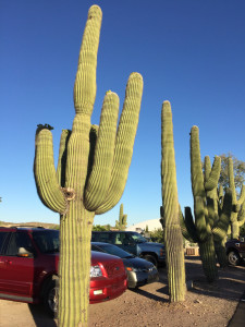 cacti